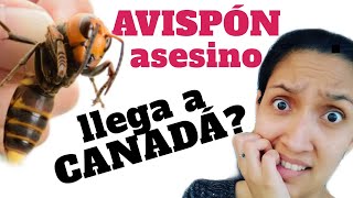 🐝AVISPÓN ASESINO en la habitación de mis hijas??? - CANADÁ - MONTREAL / FAMILIA EN CANADÁ