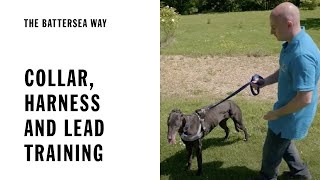 Collar, Lead and Harness Training | The Battersea Way