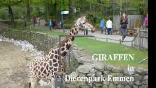 GIRAFFE fears SWINE in Dierenpark Emmen