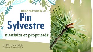 Huile essentielle de Pin Sylvestre : bienfaits et propriétés