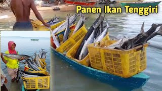 Alhamdulillah, !!! Hasil Tangkapan Ikan Tenggiri