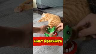 Lihat reaksi kucing ini ❗❗ #shorts #shortvideo #short #funny