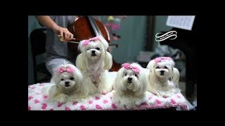 FUN: Maltese Valentines Maltese Korean Cut 말티즈 Cinema Paradiso Cover by Emma Lee Cello & Piano