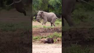 3 of the big 5 meet face to face/ Credits by Matthew Uys #short #lion #elephant #buffalo