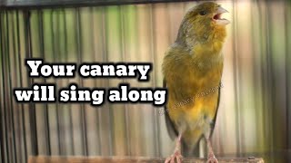 SINGING CANARIES TEMPT ALL CANARIES TO SING