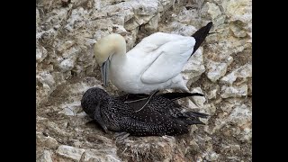 Gannets at Bempton Cliffs