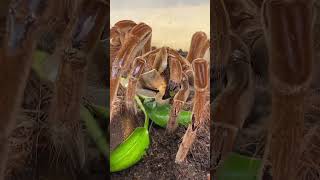 GOLIATH BIRD EATER TARANTULA CATCHES AND EATS GIANT COCKROACH!