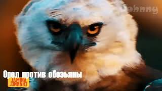 ОРЁЛ В ДЕЛЕ! 15 Жутких нападений орлов снятых на камеру