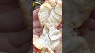 Viral Fruit Cutting Video, Beautiful 🍓🔥🙏,#shorts ,#short ,#farming ,#viral ,#green ,#terrace ,#plant