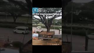 old tree transportation/ Conservation of Environment.