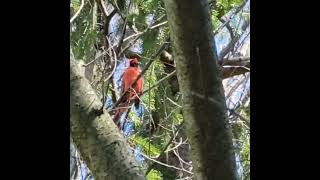 Mira !!! como suena este pajarito rosado de Baltimore.