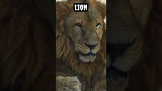 Lion #shorts #viral #trending