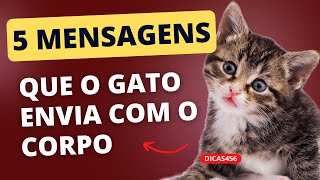 5 MENSAGENS QUE SEU GATO DIZ POR LINGUAGEM CORPORAL