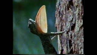 Survival - Anglia ITV 1992 flight documentary (Andrew Sachs)