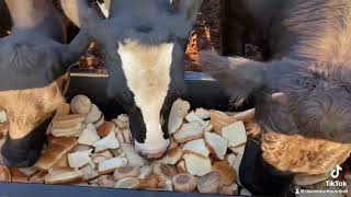 These cows love getting some bread!