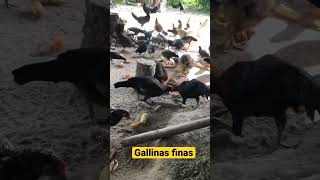 Gallinas finas del campo ! Quieres una ‘dale like