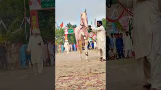 Horse Dance