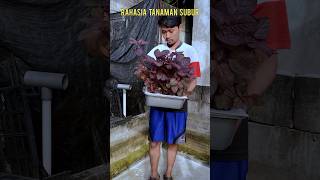 Rahasia Tanaman Subur