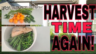 BUHAY AMERICA: HARVEST TIME AGAIN SA AKING MINI GARDEN