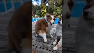 Silly fun with the Wigglebutts and Jupiter ❤️😆🐾 #shorts #dog #funny