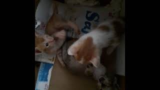 dunia anak kucing yang heboh!  induk kucing menyusui anaknya! #anakkucing(1)