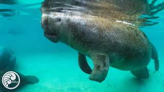 Manatee Moment