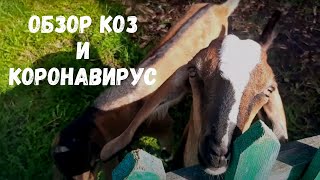 Обзор коз, заболела каронавирусом