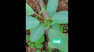 moving leaf, അനങ്ങുന്ന ഇല 🌱 #movingleaf #trending #miracletree #viralreels #latesttrend #viral 🌱