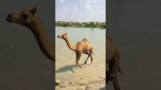 Camel baby drinking pani #shorts