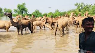 All camels drinking water