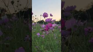 Cosmos flowers | Mărărițe  #cosmosflower #mărărițe  #cosmossulphureus  #cosmosfleurs