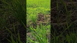 farming #trending #shorts #viral #indian #farmar #shortsvideo