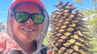 DAY 10: PCT Thru Hike: “Chatty Cathy” #PCT #thruhike #trailhiking  #trailhits 🥾🏔️ #pacificcresttrail