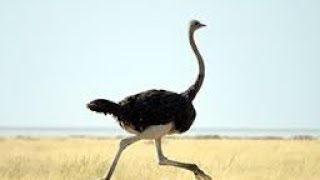 ostrich farming | young ostrichses video |  playing with ostrich | ostrich farm videos for kids