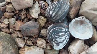 Asiatic Clams On The Stream Bank