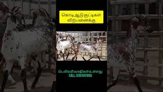 கொடி ஆடு குட்டிகள் விற்பனைக்கு தூத்துக்குடி மாவட்டம் பசுவந்தனை டெலிவரி வசதிகள் உள்ளது 9361547806🐐