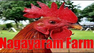 Lets Visit The Farm Of Nagayaram Gamefarm