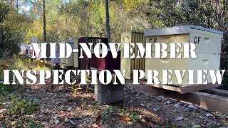 Middle of November Inspection Preview | #colesfarmnc #jacksonvillenc #beekeeping