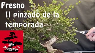 Pinzado a bonsai de fresno, II de la temporada, entra y relájate #bonsai #fresno