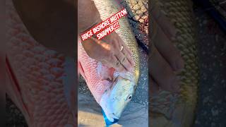 Huge Inshore catch! #fishing #snapper #florida #shorts #new