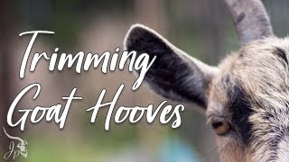 Trimming Goat Hooves