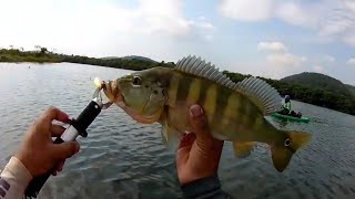 Meu primeiro vídeo, saiu uns AMARELOS e um AZULÃO!! Rio Grande Igarapava Sp .