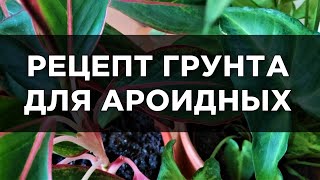 Пошаговый рецепт грунта для ароидных: аглаонема, сингониум, каладиум, алоказия, марантовые