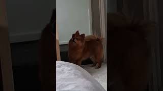 Simba's barking spree