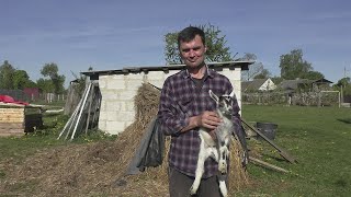 Бросили город и переехали в деревню/Коза Бяша привела сразу четверо козлят/ Дел накопилось много