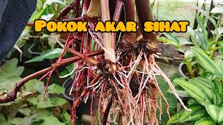 pokok akar sihat