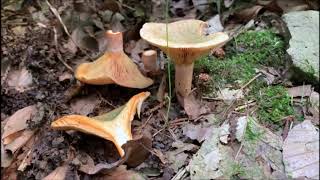 Fichtenreizker - Lactarius deterrimus