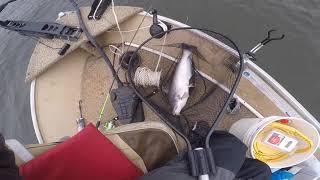 Lake Norman post Hurricane Ian catfish