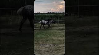 najlepszy hucuł na świecie 🥰🩵😍🥹🐎❤️