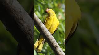 WildLife 30 Gold Oriole part 3